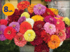 ZINNIA ELEGANS GULLIVER FORMULA MIX 8 SZTUK